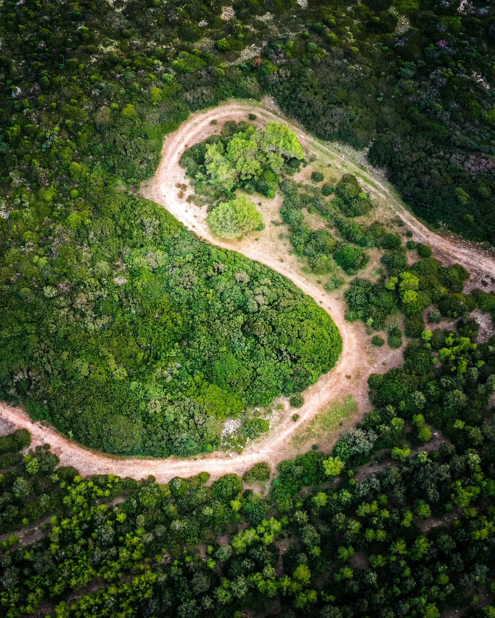 Veduta aerea verticale di un sentiero immerso nella vegetazione